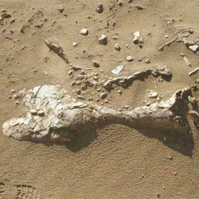 1997 Ten Commandments excavation. Large plaster piece shown buried in the dunes.