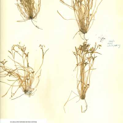 Little Spring Beauty - March 1 - 1973