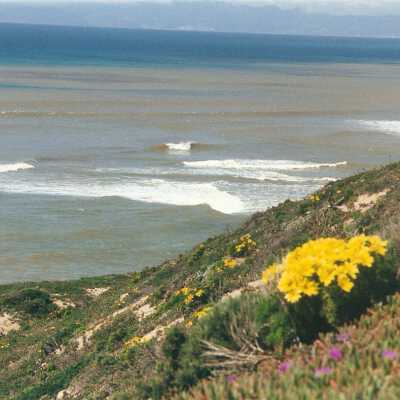 Mussel Rock Area Spring 2001