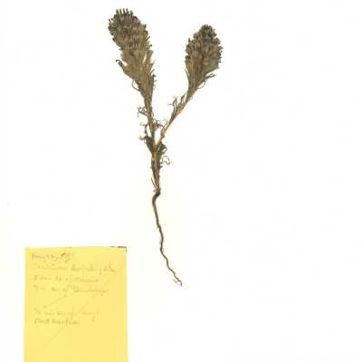 Common Name: Purple Owl's Clover Scientific Name: Castilleja exserta (A
