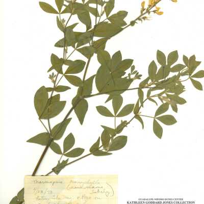 California Goldenbanner - April 22 - 1973