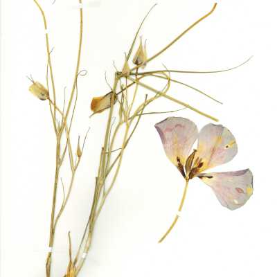 Common Name: Clay Mariposa Lily Scientific Name: Calochortus argillosus (Hoover) Zebell & P