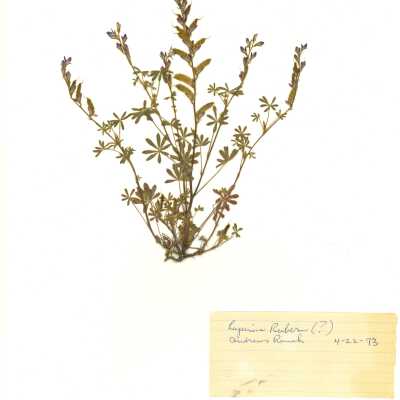 Bajada Lupine - April 22 - 1973
