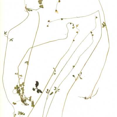 Common Name: Hillside Woodland Star Scientific Name: Lithophragma heterophyllum (Hook