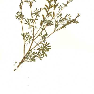 Common Names: Bajada Lupine, Elegant Lupine, Scarlet Lupine Scientific Name: Lupinus concinnus J