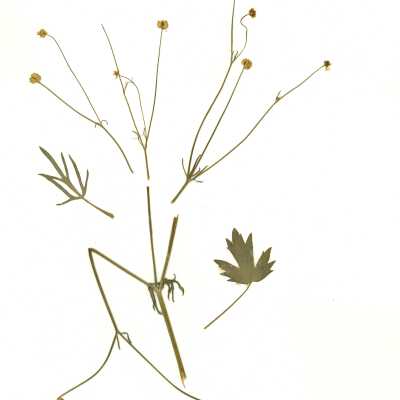 Common Name: California Buttercup Scientific Name: Ranunculus californicus  Benth