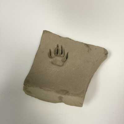 Rock With Imprint of a Bobcat Pawprint