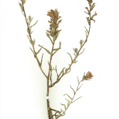 Common Name: Indian Paintbrush Scientific Name: Castilleja sp