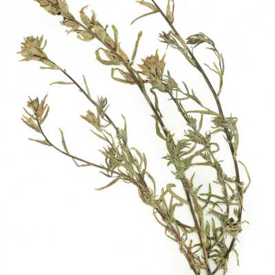 Common Name: Indian Paintbrush Scientific Name: Castilleja sp