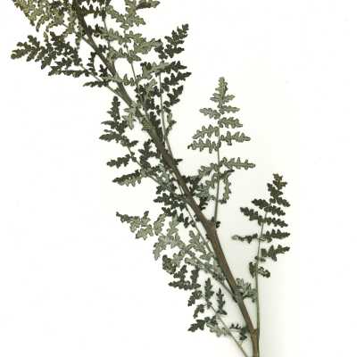 Common Names: Beach Bur, Silver Beachweed Scientific Name: Ambrosia chamissonis (Less