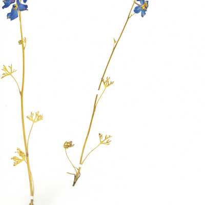 Common Name: Royal Larkspur Scientific Name: Delphinium variegatum Torr