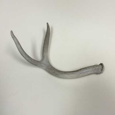 Deer Antler