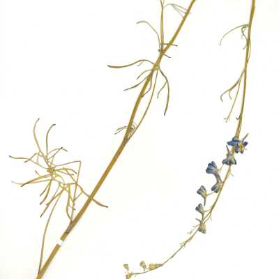 Common Name: Larkspur Scientific Name: Delphinium sp