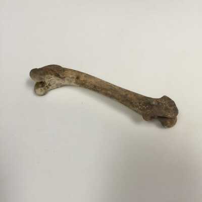 Femur Bone