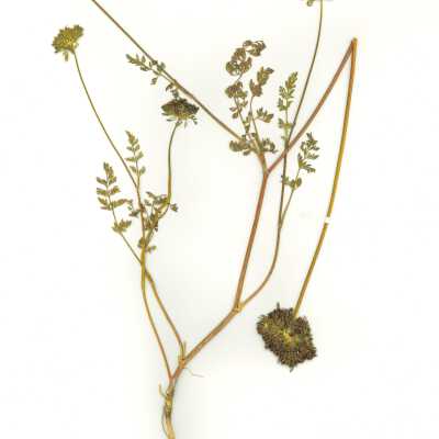 Common Names: American Wild Carrot, Rattlesnake Weed Scientific Name: Daucus pusillus Michx