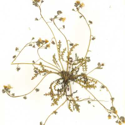 Common Name: Douglas' Phacelia Scientific Name: Phacelia douglasii (Benth