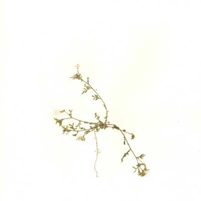 Common Names: Stiff-haired Lotus, Strigose Bird's-foot Trefoil Scientific Name: Acmispon strigosus (Nutt