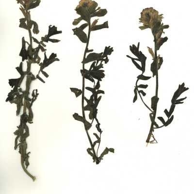 Common Name: Coast Indian Paintbrush Scientific Name: Castilleja affinis Hook