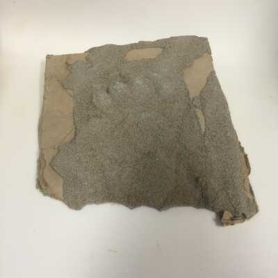 Paw Imprint