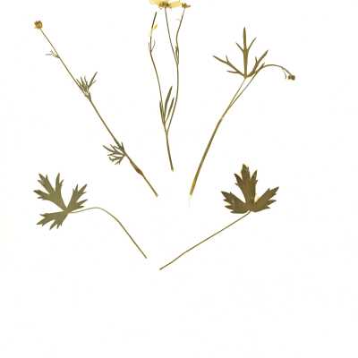 Common Name: California Buttercup Scientific Name: Ranunculus californicus  Benth