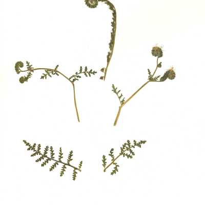 Common Names: Common Phacelia, Distant Phacelia, Wild Heliotrope Scientific Name: Phacelia distans Benth