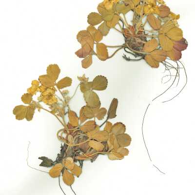 Common Names: Beach Strawberry, Coastal Strawberry Scientific Name: Fragaria chiloensis (L