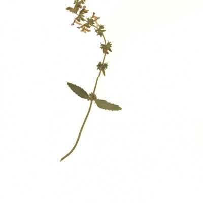 Common Names: California Hedge Nettle, Southern Hedge Nettle Scientific Name: Stachys bullata Benth