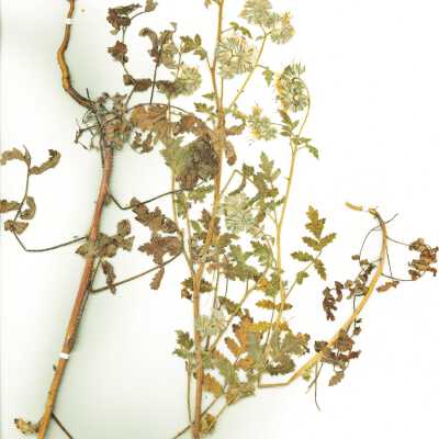 Common Name: Caterpillar Phacelia Scientific Name: Phacelia cicutaria Greene Family: Boraginaceae San Luis Obispo County, CA, USA Collected by Kathleen Goddard Jones Date: 1970's