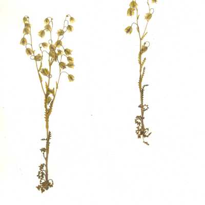 Common Name: Whispering Bells Scientific Name: Emmenanthe penduliflora Benth