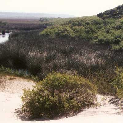 Oso Flaco Lake Color Photograph