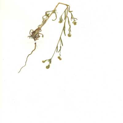 Scientific Name: Cryptantha sp