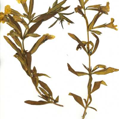 Common Name: Sticky Monkeyflower Scientific Name: Diplacus aurantiacus Curtis, formerly Mimulus aurantiacus Curtis Family: Phrymaceae San Luis Obispo County, CA, USA Collected by Kathleen Goddard Jones Date: 1970's