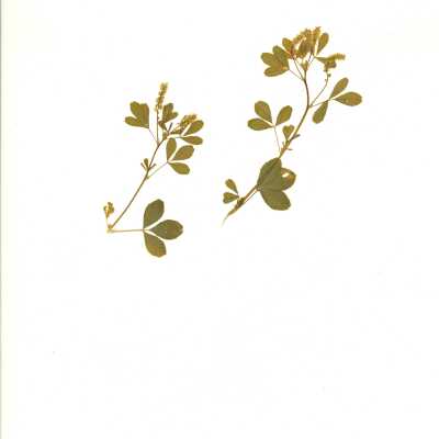 Common Name: Annual Yellow Sweetclover Scientific Name: Melilotus indicus (L