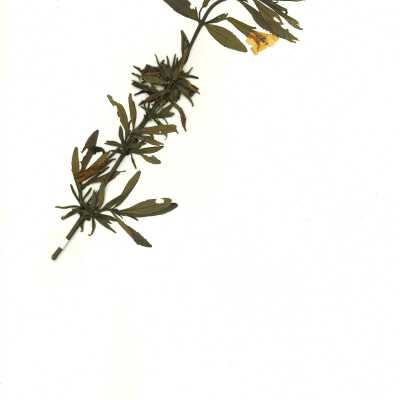 Common Name: Sticky Monkeyflower Scientific Name: Diplacus aurantiacus Curtis, formerly Mimulus aurantiacus Curtis Family: Phrymaceae San Luis Obispo County, CA, USA Collected by Kathleen Goddard Jones Date: 1970's