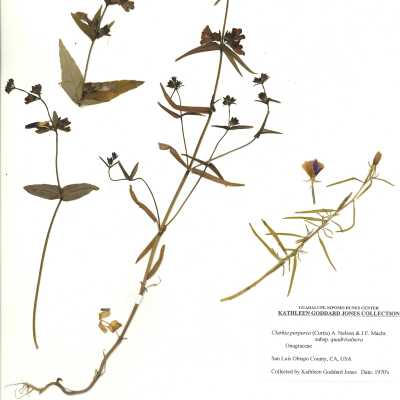 Common Names: Winecup Clarkia, Purple Clarkia Scientific Name: Clarkia purpurea (Curtis) A