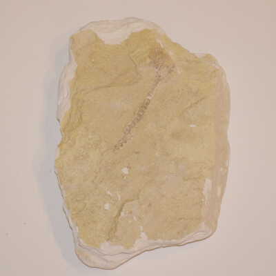 Light Rock, Yellowish, Chalky, Imprint of a Plant