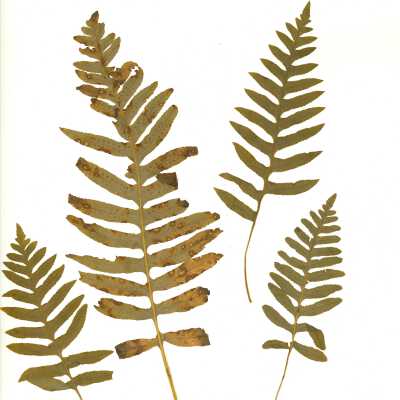 Common Name: California Polypody Scientific Name: Polypodium californicum Kaulf