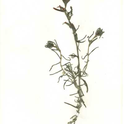 Common Name: Coast Indian Paintbrush Scientific Name: Castilleja affinis Hook
