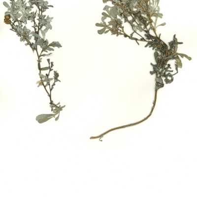 Common Name: Common Sandaster Scientific Name: Corethrogyne filaginifolia (Hook
