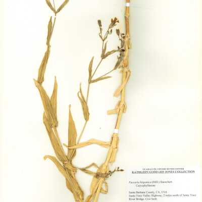 Cow Soapwort - April 1 - 1973