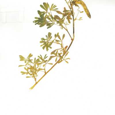 Common Names: Coastal Bush Lupine, Yellow Bush Lupine Scientific Name: Lupinus arboreus Sims Family: Fabaceae San Luis Obispo County, CA, USA Collected by Kathleen Goddard Jones Date: 1970's