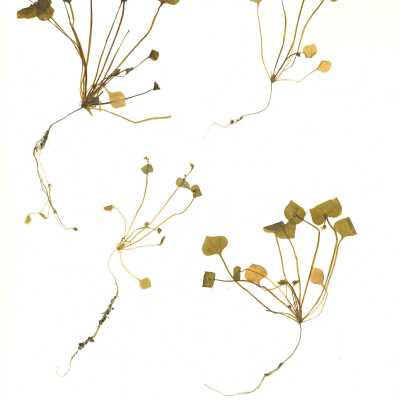 Common Name: Miner's Lettuce Scientific Name: Claytonia perfoliata Donn ex Willd