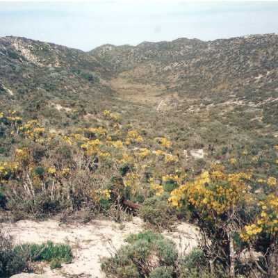 Guadalupe-Nipomo Dunes National Wildlife Refuge Giant Coreopsis, Coreopsis Gigantea