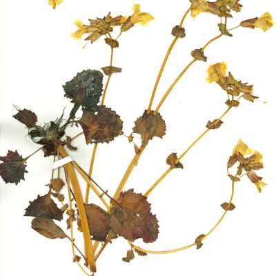Common Name: Yellow Monkeyflower Scientific Name: Erythranthe guttata (DC