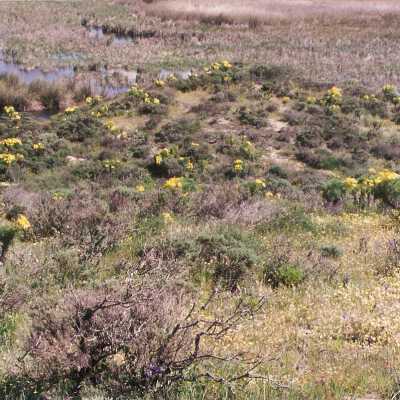 Coreopsis Gigantea, Giant Coreopsis, Ericameria ericoides, Mock Heather