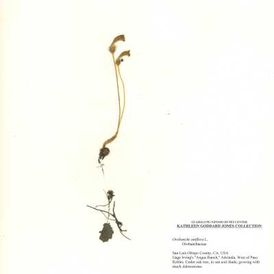 Purple Broomrape - April 1 - 1973