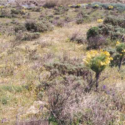 Coreopsis Gigantea, Giant Coreopsis, Ericameria ericoides, Mock Heather