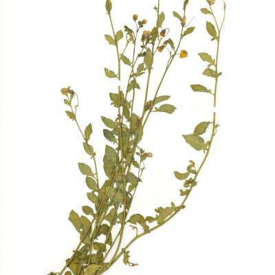 Common Names: Chaparral Nightshade, Purple Nightshade Scientific Name: Solanum xanti A