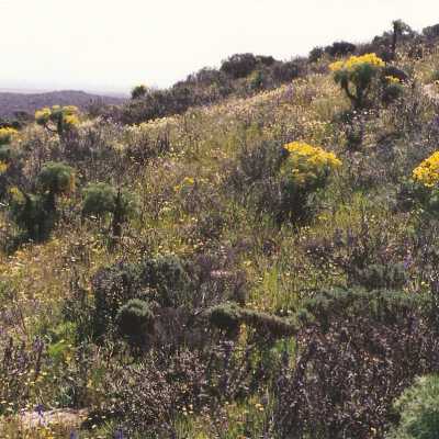 Coreopsis Gigantea, Giant Coreopsis (large yellow flowers), also Meconella linearis, Carnival Poppy (small yellow flowers), Delphinium parryi subspecies Blochmaniae, Dune Larkspur (dark blue flowers)