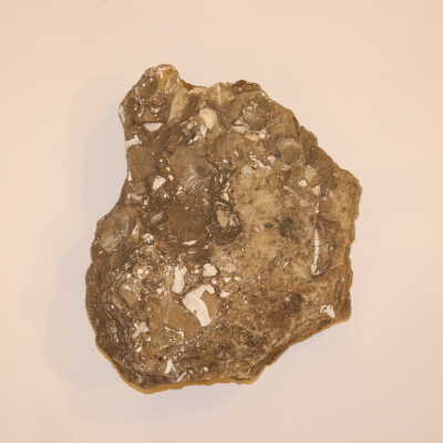 Rock Embedded With Shells, Smaller Rocks